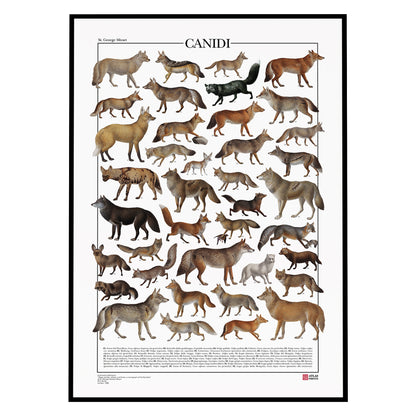 Poster tematico con 39 illustrazioni di specie appartenenti alla famiglia dei Canidi, tra cui lupi, volpi e sciacalli. Le immagini provengono da tavole zoologiche ottocentesche restaurate con cura. Disponibile in tre versioni linguistiche: italiano, inglese e latino, con nomi comuni e scientifici. Stampa naturalistica per amanti della fauna e della zoologia.