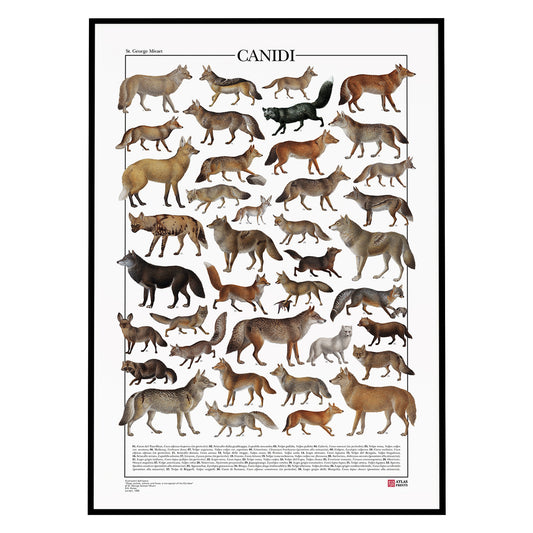 Poster tematico con 39 illustrazioni di specie appartenenti alla famiglia dei Canidi, tra cui lupi, volpi e sciacalli. Le immagini provengono da tavole zoologiche ottocentesche restaurate con cura. Disponibile in tre versioni linguistiche: italiano, inglese e latino, con nomi comuni e scientifici. Stampa naturalistica per amanti della fauna e della zoologia.