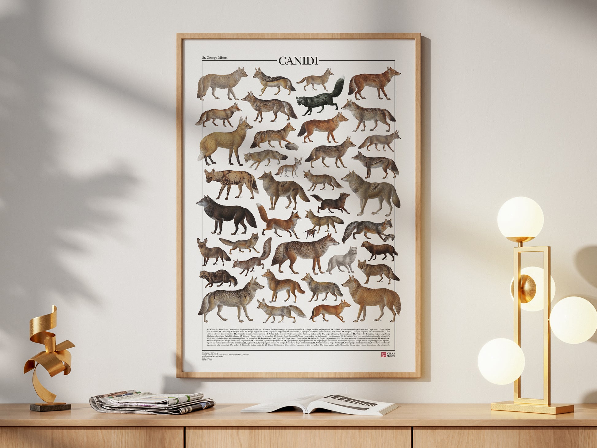 Poster tematico con 39 illustrazioni di specie appartenenti alla famiglia dei Canidi, tra cui lupi, volpi e sciacalli. Le immagini provengono da tavole zoologiche ottocentesche restaurate con cura. Disponibile in tre versioni linguistiche: italiano, inglese e latino, con nomi comuni e scientifici. Stampa naturalistica per amanti della fauna e della zoologia.
