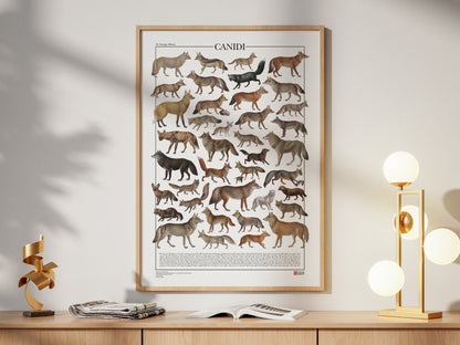 Poster tematico con 39 illustrazioni di specie appartenenti alla famiglia dei Canidi, tra cui lupi, volpi e sciacalli. Le immagini provengono da tavole zoologiche ottocentesche restaurate con cura. Disponibile in tre versioni linguistiche: italiano, inglese e latino, con nomi comuni e scientifici. Stampa naturalistica per amanti della fauna e della zoologia.