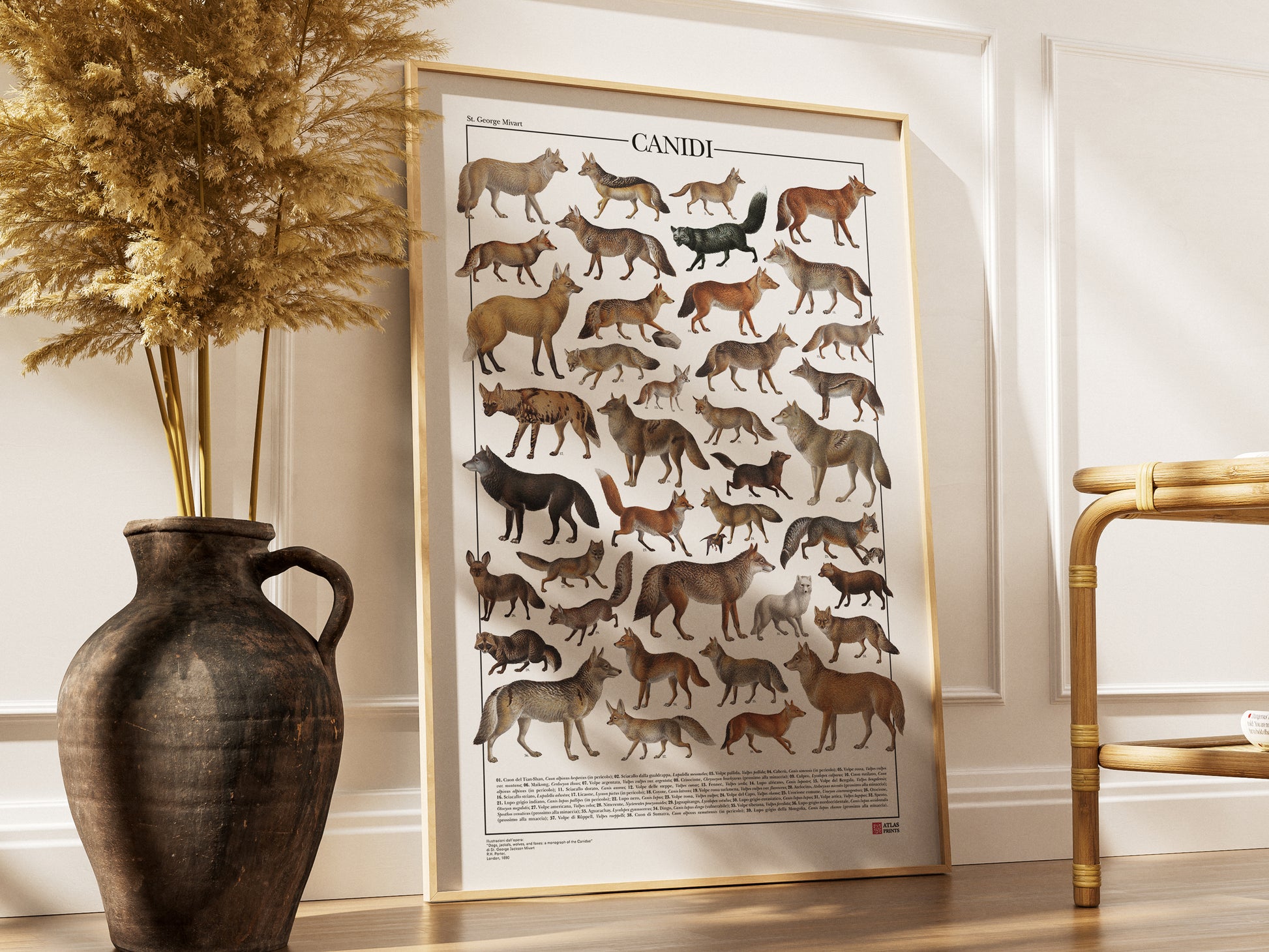 Poster tematico con 39 illustrazioni di specie appartenenti alla famiglia dei Canidi, tra cui lupi, volpi e sciacalli. Le immagini provengono da tavole zoologiche ottocentesche restaurate con cura. Disponibile in tre versioni linguistiche: italiano, inglese e latino, con nomi comuni e scientifici. Stampa naturalistica per amanti della fauna e della zoologia.