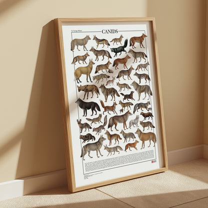 Poster tematico con 39 illustrazioni di specie appartenenti alla famiglia dei Canidi, tra cui lupi, volpi e sciacalli. Le immagini provengono da tavole zoologiche ottocentesche restaurate con cura. Disponibile in tre versioni linguistiche: italiano, inglese e latino, con nomi comuni e scientifici. Stampa naturalistica per amanti della fauna e della zoologia.