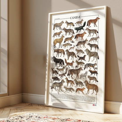 Poster tematico con 39 illustrazioni di specie appartenenti alla famiglia dei Canidi, tra cui lupi, volpi e sciacalli. Le immagini provengono da tavole zoologiche ottocentesche restaurate con cura. Disponibile in tre versioni linguistiche: italiano, inglese e latino, con nomi comuni e scientifici. Stampa naturalistica per amanti della fauna e della zoologia.