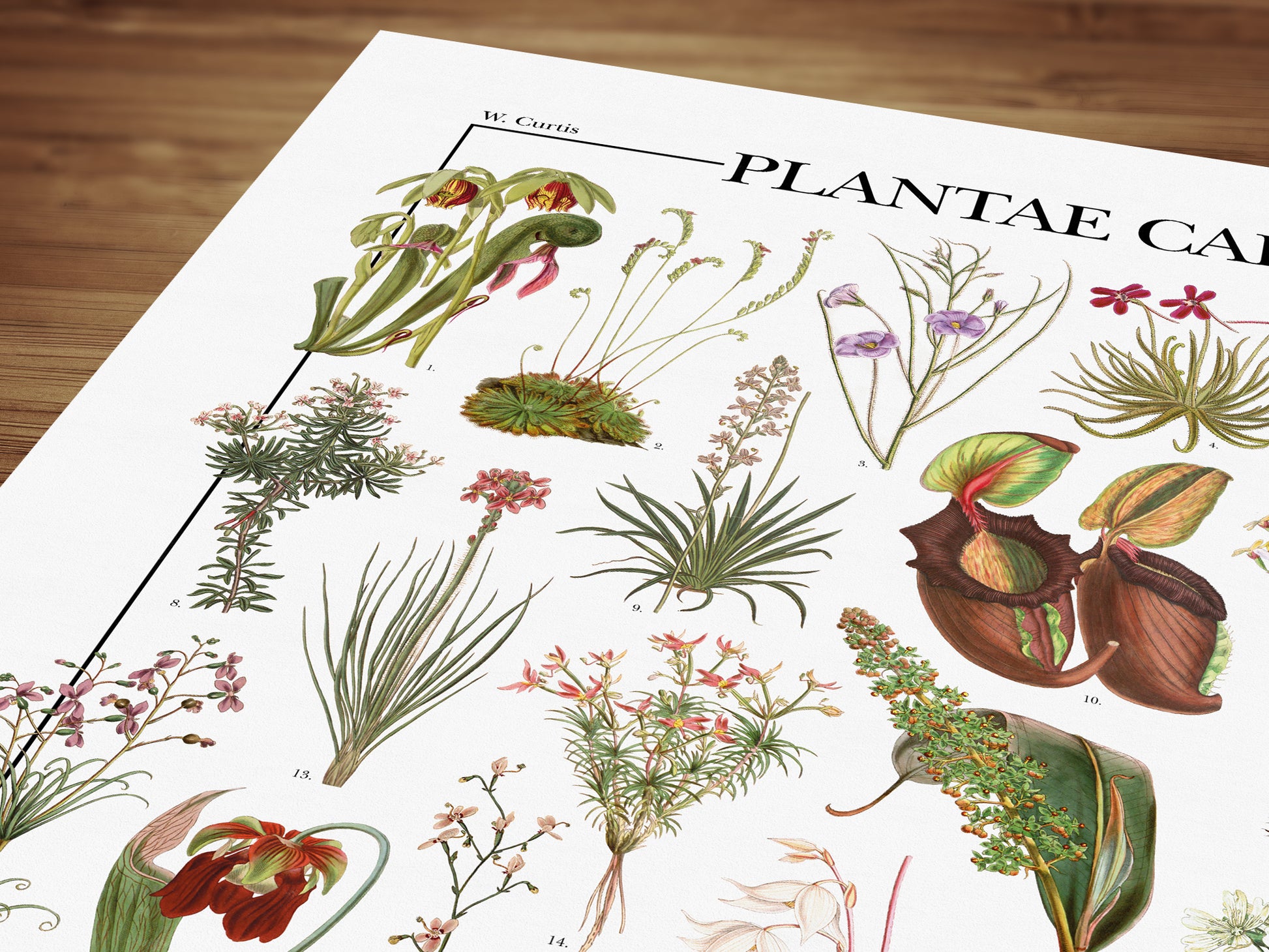 Il poster Plantae Carnivorae di Atlas Prints conta 39 illustrazioni di diversi tipi di piante carnivore, piante insettivore e piante protocarnivore.