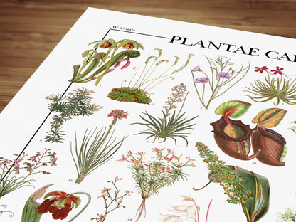 Il poster Plantae Carnivorae di Atlas Prints conta 39 illustrazioni di diversi tipi di piante carnivore, piante insettivore e piante protocarnivore.