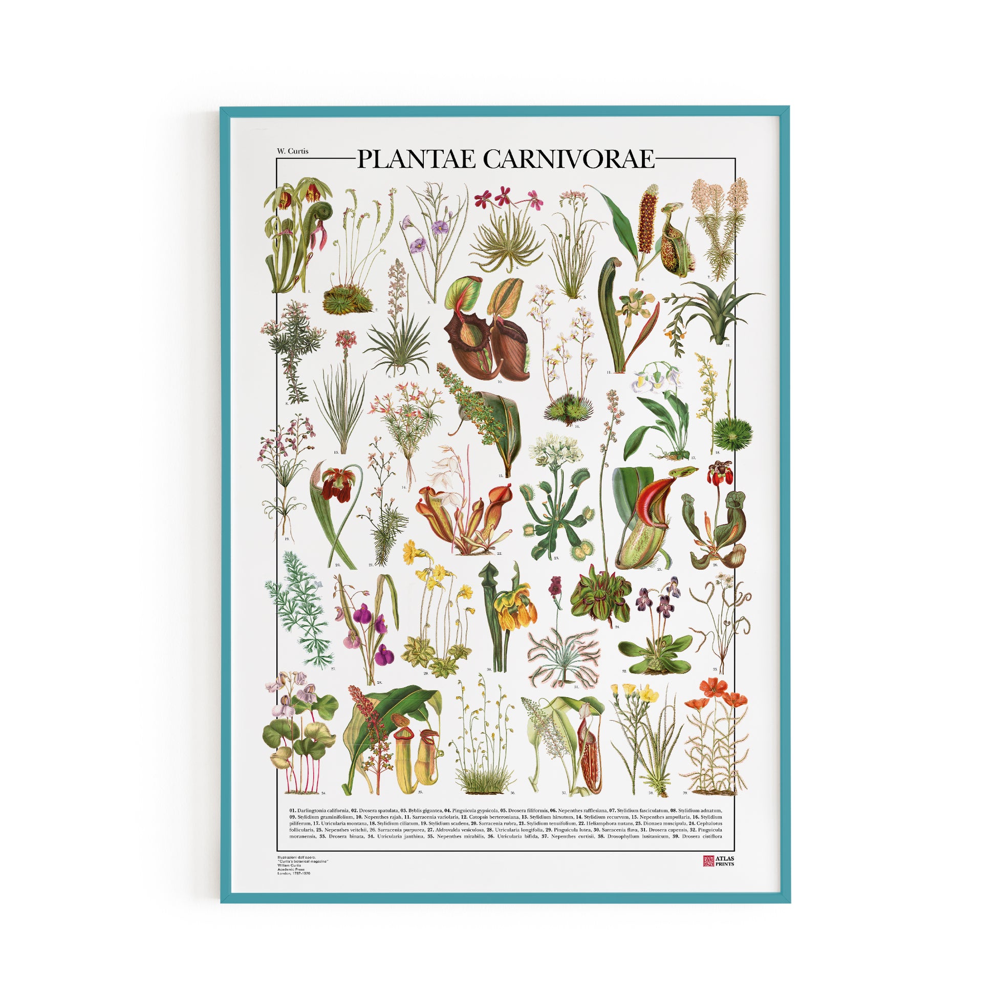 Il poster Plantae Carnivorae di Atlas Prints conta 39 illustrazioni di diversi tipi di piante carnivore, piante insettivore e piante protocarnivore.