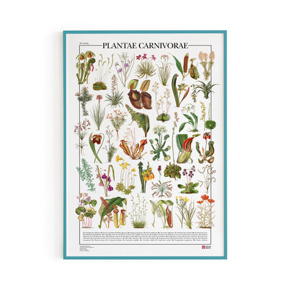 Il poster Plantae Carnivorae di Atlas Prints conta 39 illustrazioni di diversi tipi di piante carnivore, piante insettivore e piante protocarnivore.