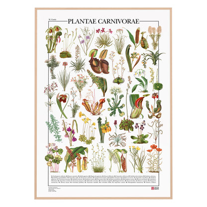 Carnivorous Plants