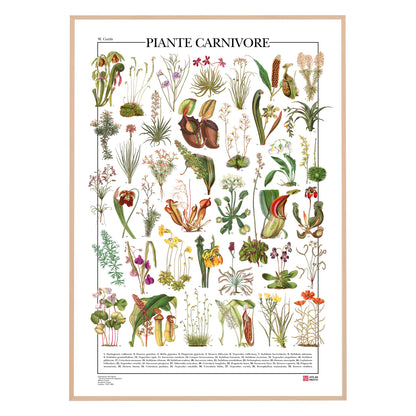 Carnivorous Plants