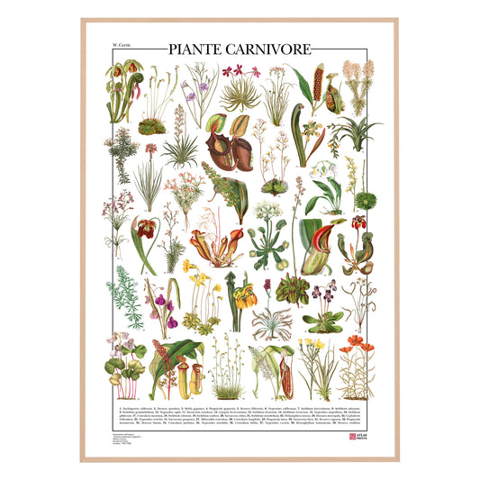 Piante Carnivore