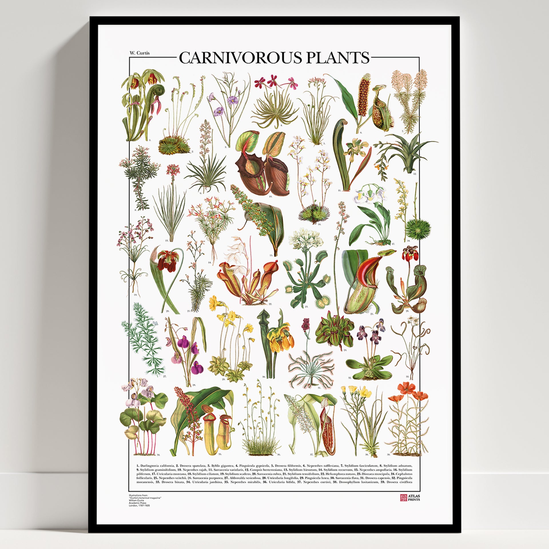 Carnivorous Plants Poster – Atlas Prints