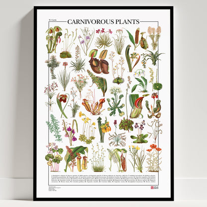 Carnivorous Plants