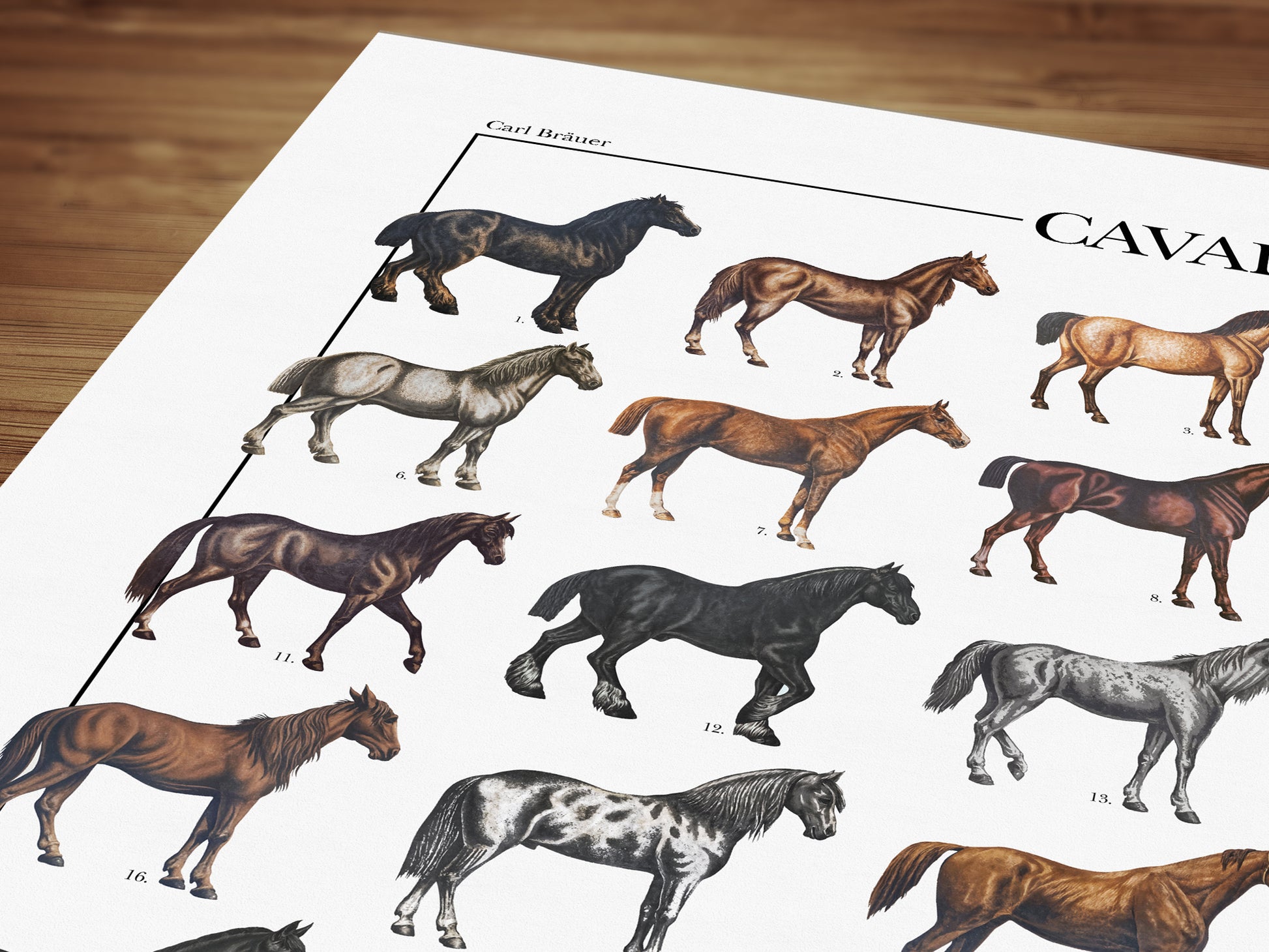 Zaino In Carta Laminata 310 Gr Online - Foto 7