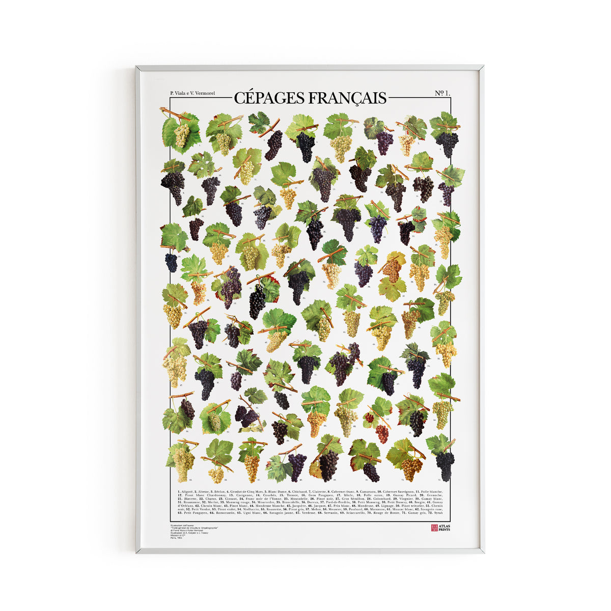 Poster Cépages Français – Atlas Prints