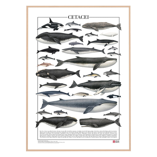 Un poster tematico che celebra la varietà e l’eleganza dei cetacei.
Contiene 30 illustrazioni di balene, delfini e altri mammiferi marini, restaurate da tavole zoologiche dell’Ottocento per riportarne alla luce ogni dettaglio.

Disponibile in tre versioni linguistiche: