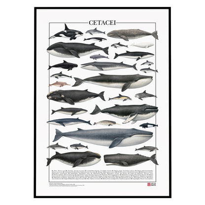 Un poster tematico che celebra la varietà e l’eleganza dei cetacei.
Contiene 30 illustrazioni di balene, delfini e altri mammiferi marini, restaurate da tavole zoologiche dell’Ottocento per riportarne alla luce ogni dettaglio.

Disponibile in tre versioni linguistiche: