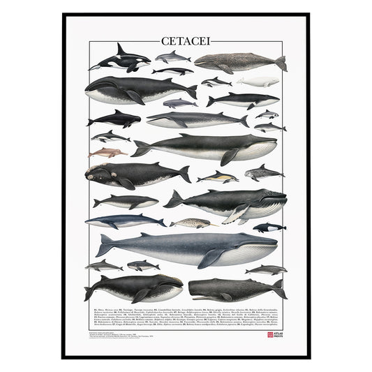 Un poster tematico che celebra la varietà e l’eleganza dei cetacei.
Contiene 30 illustrazioni di balene, delfini e altri mammiferi marini, restaurate da tavole zoologiche dell’Ottocento per riportarne alla luce ogni dettaglio.

Disponibile in tre versioni linguistiche: