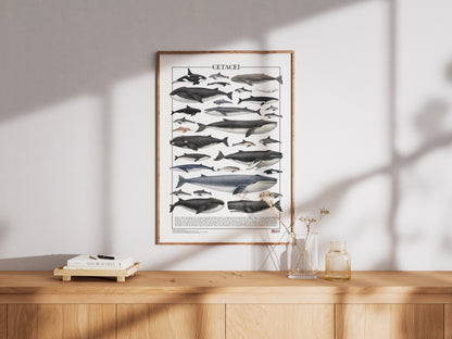Un poster tematico che celebra la varietà e l’eleganza dei cetacei.
Contiene 30 illustrazioni di balene, delfini e altri mammiferi marini, restaurate da tavole zoologiche dell’Ottocento per riportarne alla luce ogni dettaglio.

Disponibile in tre versioni linguistiche: