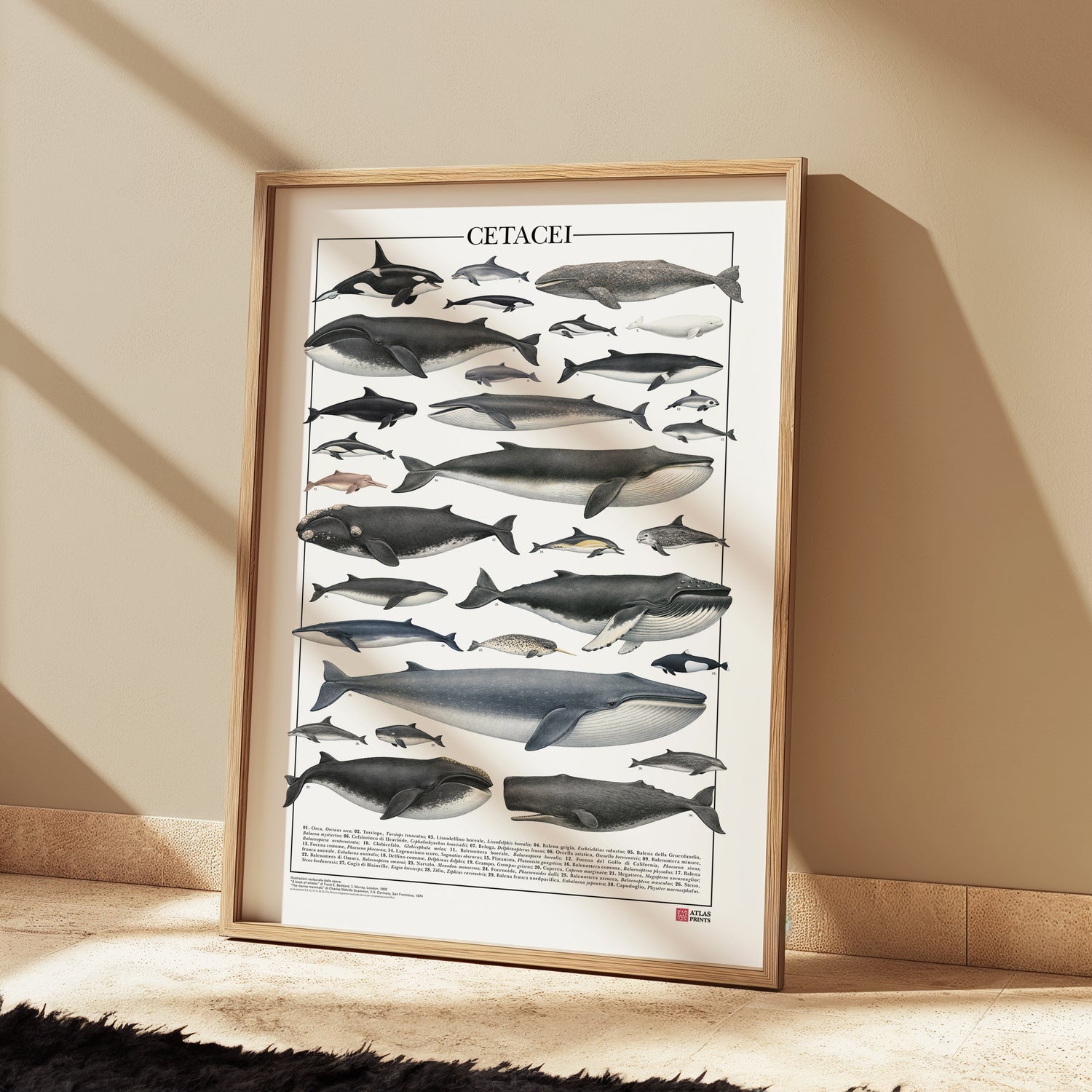 Un poster tematico che celebra la varietà e l’eleganza dei cetacei.
Contiene 30 illustrazioni di balene, delfini e altri mammiferi marini, restaurate da tavole zoologiche dell’Ottocento per riportarne alla luce ogni dettaglio.

Disponibile in tre versioni linguistiche: