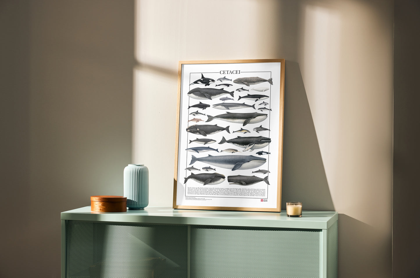 Un poster tematico che celebra la varietà e l’eleganza dei cetacei.
Contiene 30 illustrazioni di balene, delfini e altri mammiferi marini, restaurate da tavole zoologiche dell’Ottocento per riportarne alla luce ogni dettaglio.

Disponibile in tre versioni linguistiche:
