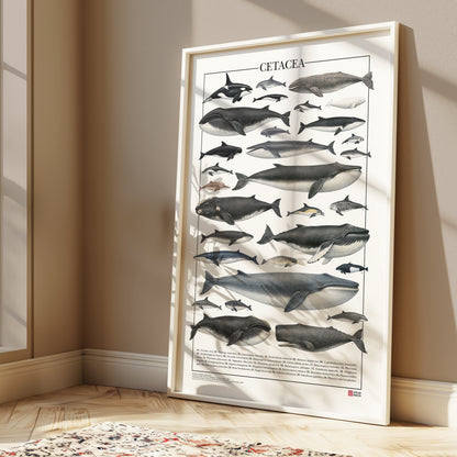 Un poster tematico che celebra la varietà e l’eleganza dei cetacei.
Contiene 30 illustrazioni di balene, delfini e altri mammiferi marini, restaurate da tavole zoologiche dell’Ottocento per riportarne alla luce ogni dettaglio.

Disponibile in tre versioni linguistiche: