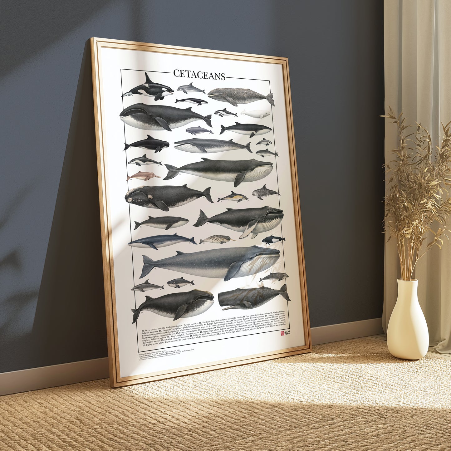 Un poster tematico che celebra la varietà e l’eleganza dei cetacei.
Contiene 30 illustrazioni di balene, delfini e altri mammiferi marini, restaurate da tavole zoologiche dell’Ottocento per riportarne alla luce ogni dettaglio.

Disponibile in tre versioni linguistiche: