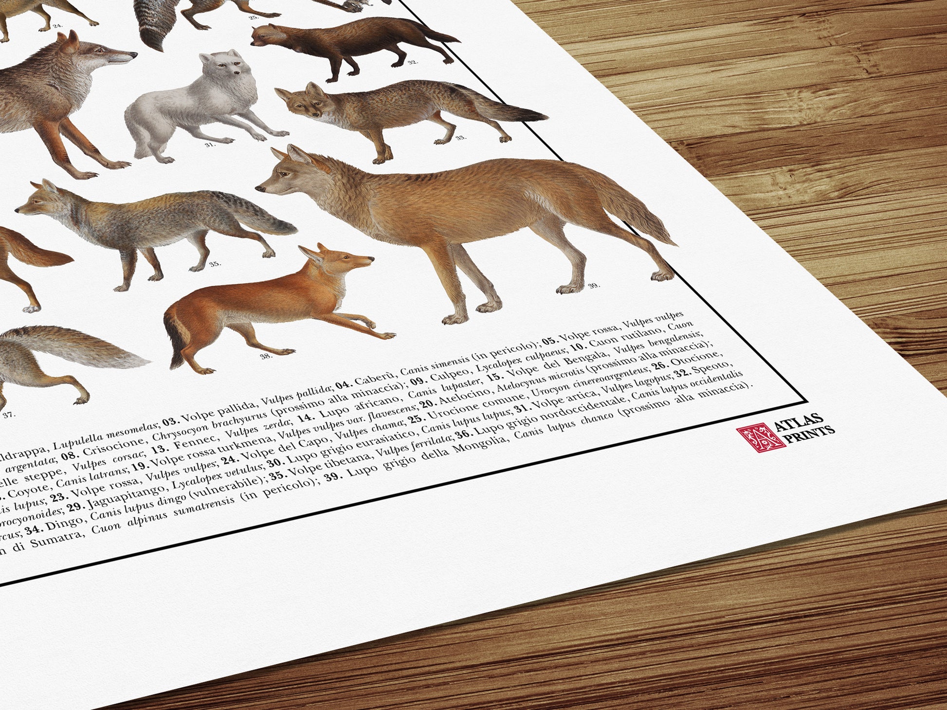 Poster tematico con 39 illustrazioni di specie appartenenti alla famiglia dei Canidi, tra cui lupi, volpi e sciacalli. Le immagini provengono da tavole zoologiche ottocentesche restaurate con cura. Disponibile in tre versioni linguistiche: italiano, inglese e latino, con nomi comuni e scientifici. Stampa naturalistica per amanti della fauna e della zoologia.