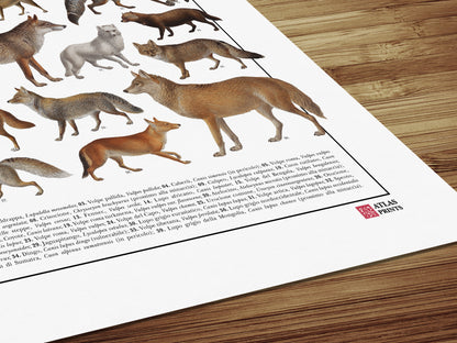 Poster tematico con 39 illustrazioni di specie appartenenti alla famiglia dei Canidi, tra cui lupi, volpi e sciacalli. Le immagini provengono da tavole zoologiche ottocentesche restaurate con cura. Disponibile in tre versioni linguistiche: italiano, inglese e latino, con nomi comuni e scientifici. Stampa naturalistica per amanti della fauna e della zoologia.