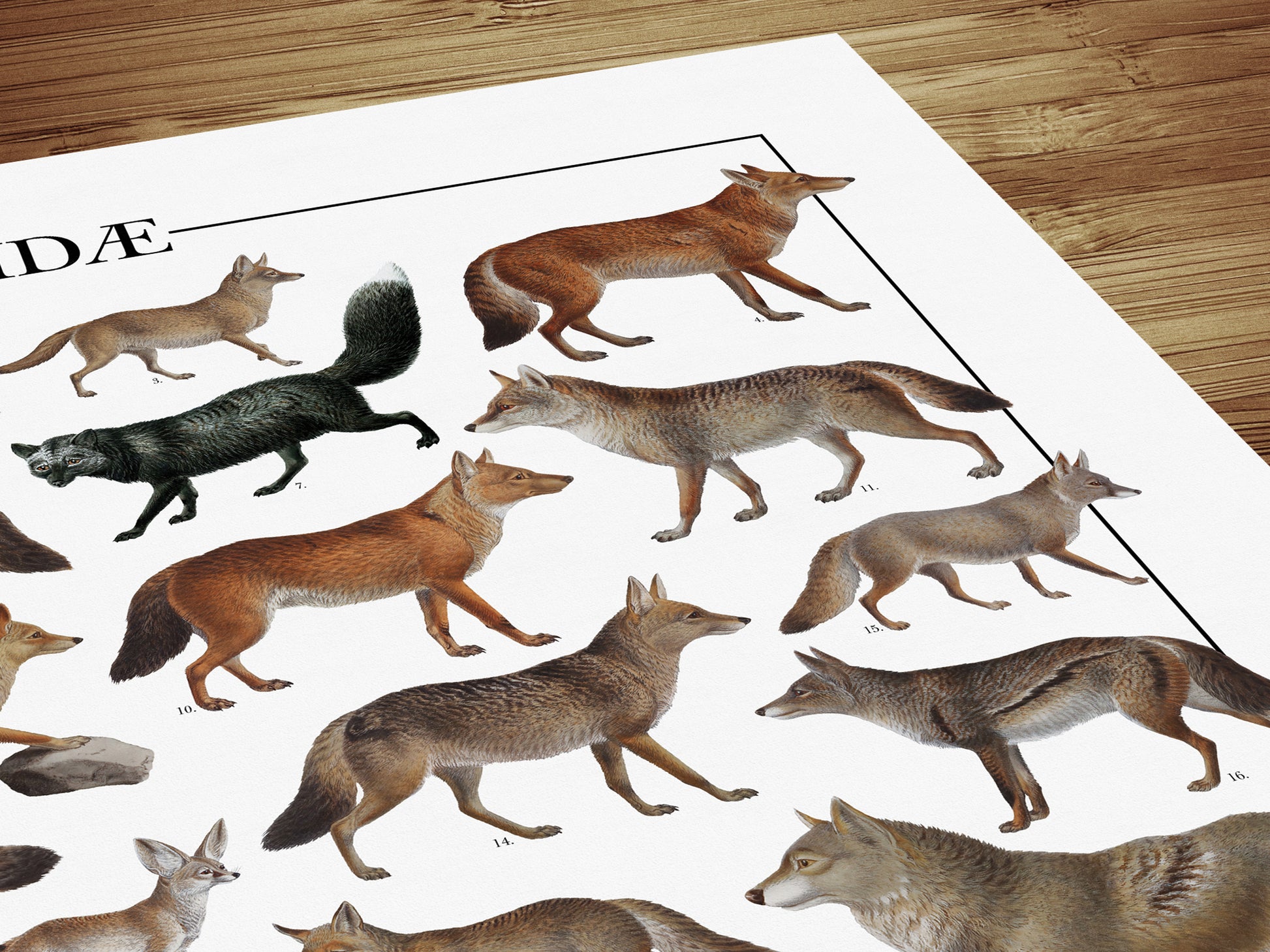 Poster tematico con 39 illustrazioni di specie appartenenti alla famiglia dei Canidi, tra cui lupi, volpi e sciacalli. Le immagini provengono da tavole zoologiche ottocentesche restaurate con cura. Disponibile in tre versioni linguistiche: italiano, inglese e latino, con nomi comuni e scientifici. Stampa naturalistica per amanti della fauna e della zoologia.
