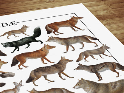 Poster tematico con 39 illustrazioni di specie appartenenti alla famiglia dei Canidi, tra cui lupi, volpi e sciacalli. Le immagini provengono da tavole zoologiche ottocentesche restaurate con cura. Disponibile in tre versioni linguistiche: italiano, inglese e latino, con nomi comuni e scientifici. Stampa naturalistica per amanti della fauna e della zoologia.