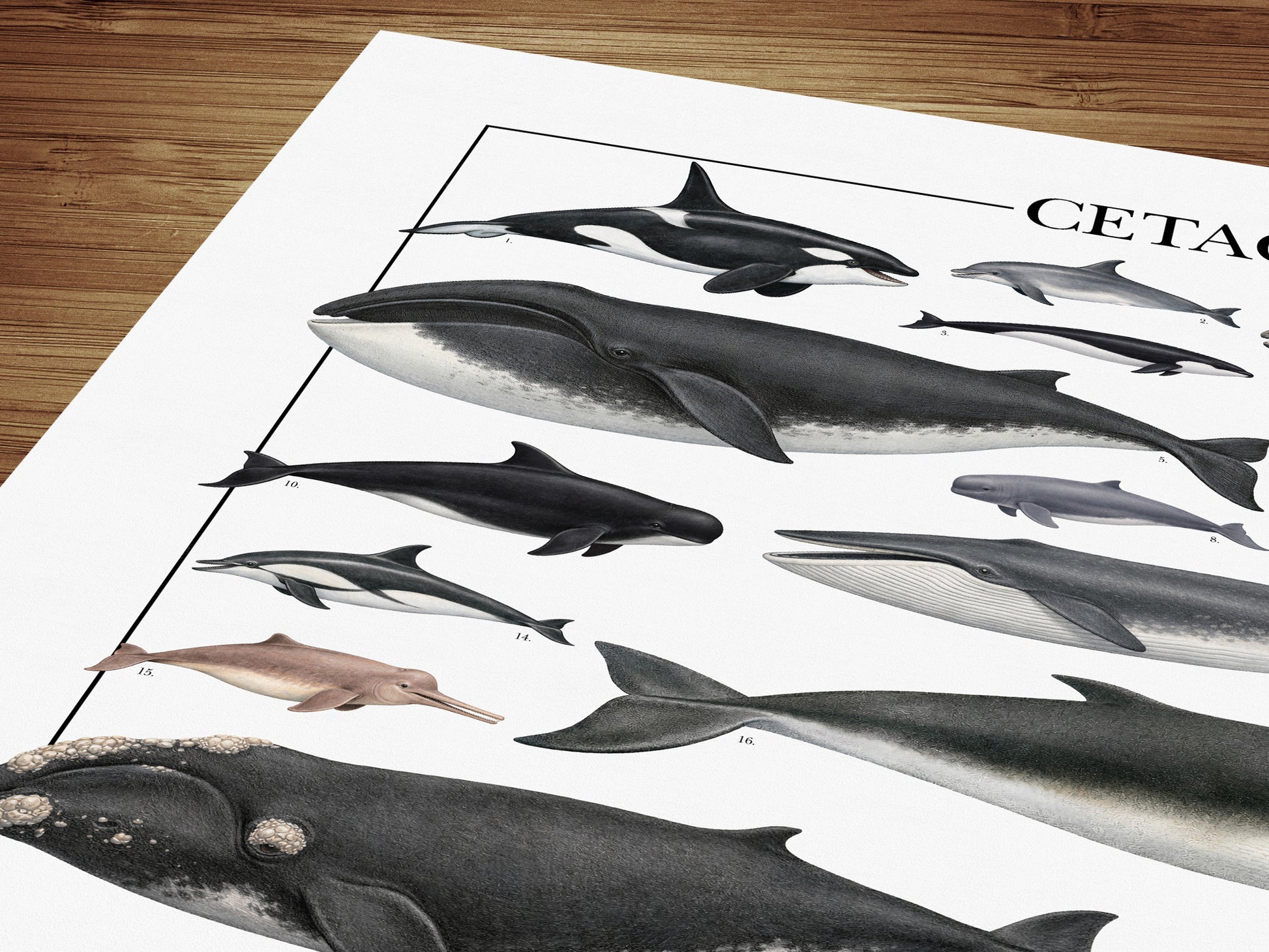 Un poster tematico che celebra la varietà e l’eleganza dei cetacei.
Contiene 30 illustrazioni di balene, delfini e altri mammiferi marini, restaurate da tavole zoologiche dell’Ottocento per riportarne alla luce ogni dettaglio.

Disponibile in tre versioni linguistiche: