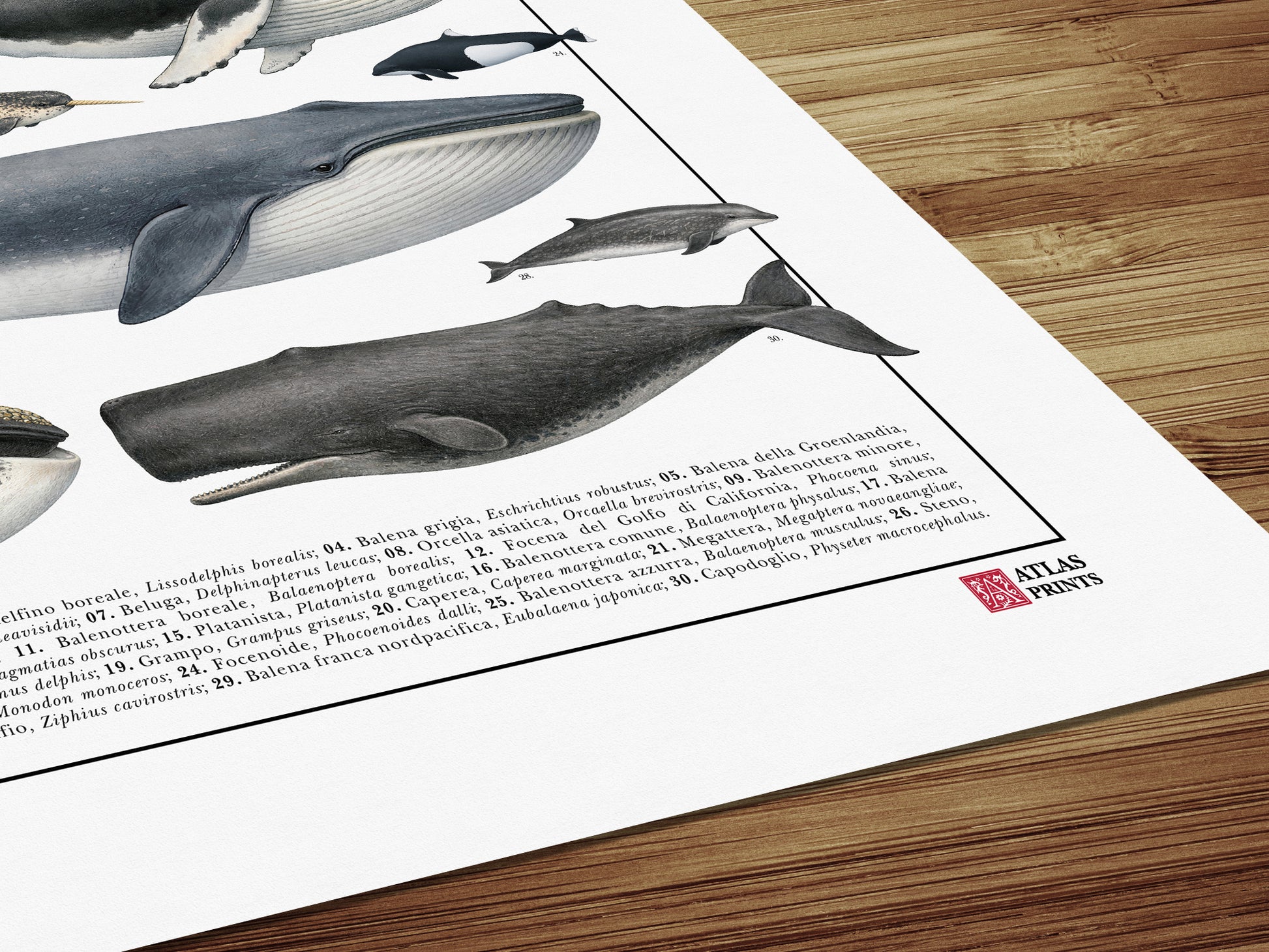 Un poster tematico che celebra la varietà e l’eleganza dei cetacei.
Contiene 30 illustrazioni di balene, delfini e altri mammiferi marini, restaurate da tavole zoologiche dell’Ottocento per riportarne alla luce ogni dettaglio.

Disponibile in tre versioni linguistiche: