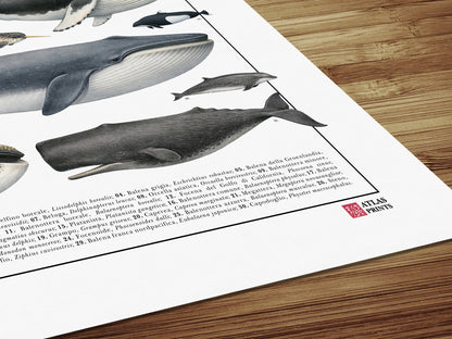 Un poster tematico che celebra la varietà e l’eleganza dei cetacei.
Contiene 30 illustrazioni di balene, delfini e altri mammiferi marini, restaurate da tavole zoologiche dell’Ottocento per riportarne alla luce ogni dettaglio.

Disponibile in tre versioni linguistiche: