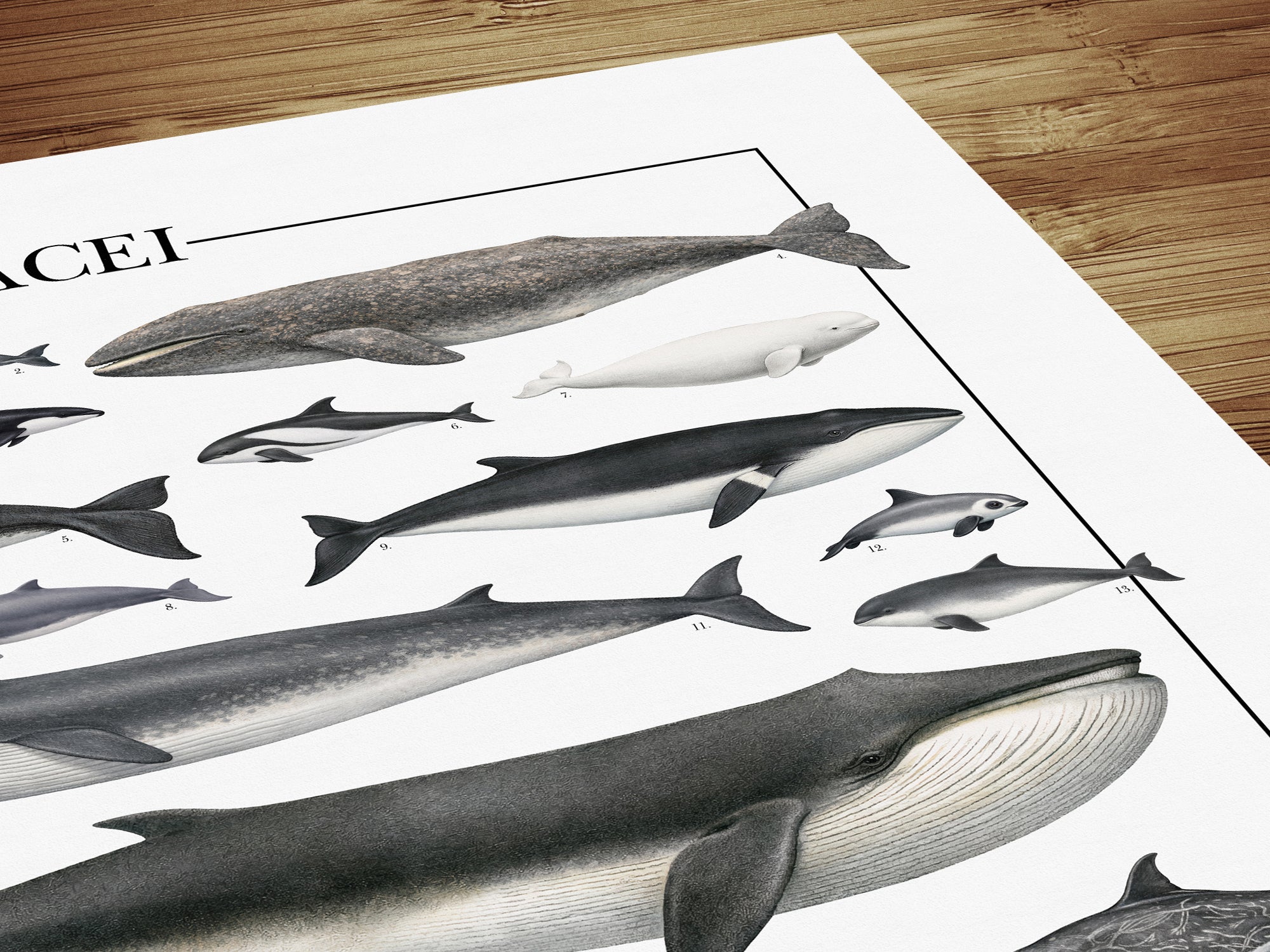 Un poster tematico che celebra la varietà e l’eleganza dei cetacei.
Contiene 30 illustrazioni di balene, delfini e altri mammiferi marini, restaurate da tavole zoologiche dell’Ottocento per riportarne alla luce ogni dettaglio.

Disponibile in tre versioni linguistiche: