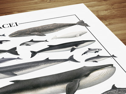 Un poster tematico che celebra la varietà e l’eleganza dei cetacei.
Contiene 30 illustrazioni di balene, delfini e altri mammiferi marini, restaurate da tavole zoologiche dell’Ottocento per riportarne alla luce ogni dettaglio.

Disponibile in tre versioni linguistiche: