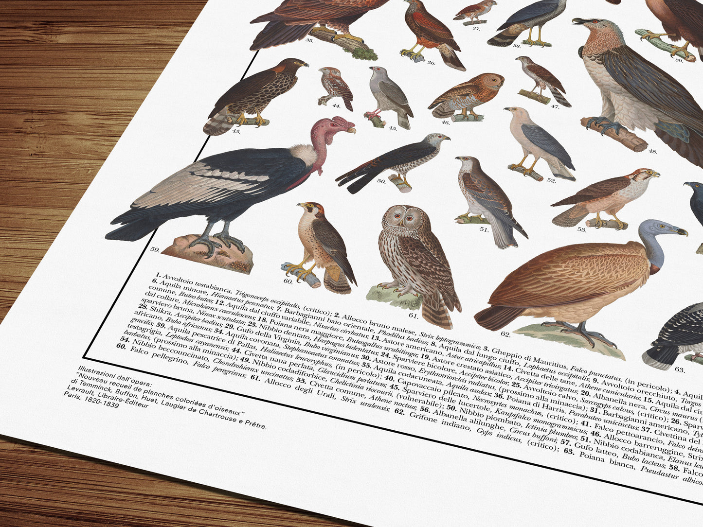 Poster illustrato dedicato ai rapaci del mondo con 65 specie di rapaci diurni e notturni. Ogni illustrazione è restaurata da tavole zoologiche dell'Ottocento e accompagnata dal nome comune e dal nome scientifico. Stampa decorativa ideale per appassionati di ornitologia, fauna selvatica e storia naturale.