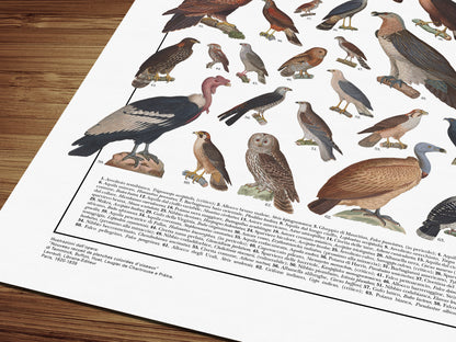 Poster illustrato dedicato ai rapaci del mondo con 65 specie di rapaci diurni e notturni. Ogni illustrazione è restaurata da tavole zoologiche dell'Ottocento e accompagnata dal nome comune e dal nome scientifico. Stampa decorativa ideale per appassionati di ornitologia, fauna selvatica e storia naturale.