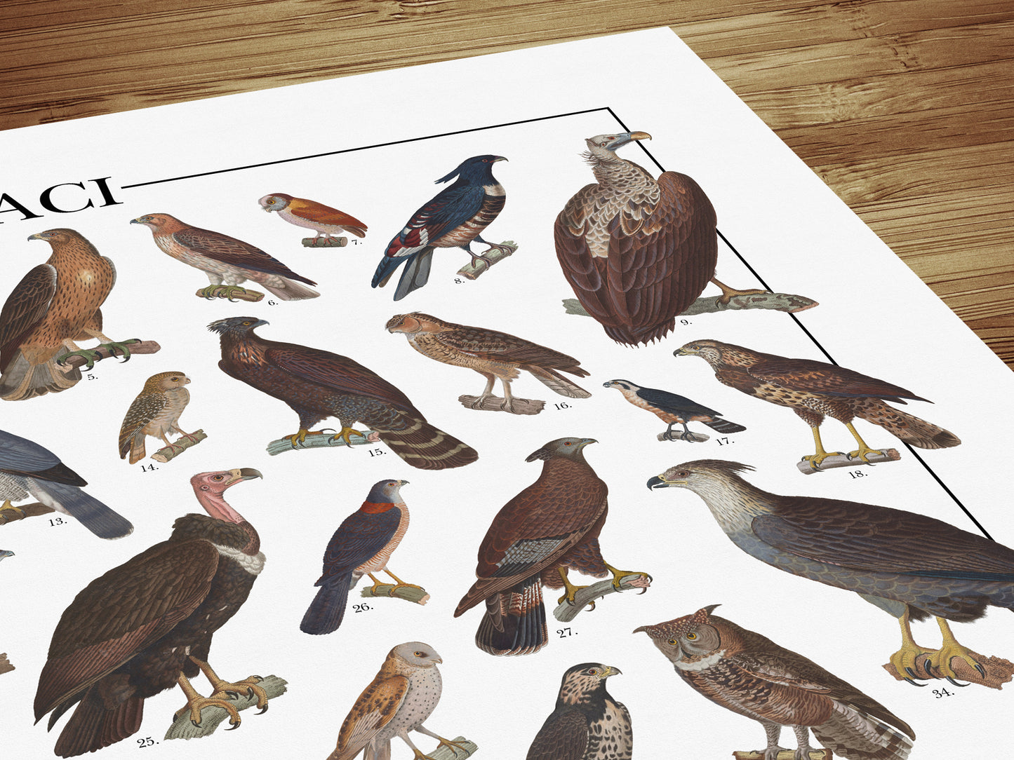 Poster illustrato dedicato ai rapaci del mondo con 65 specie di rapaci diurni e notturni. Ogni illustrazione è restaurata da tavole zoologiche dell'Ottocento e accompagnata dal nome comune e dal nome scientifico. Stampa decorativa ideale per appassionati di ornitologia, fauna selvatica e storia naturale.