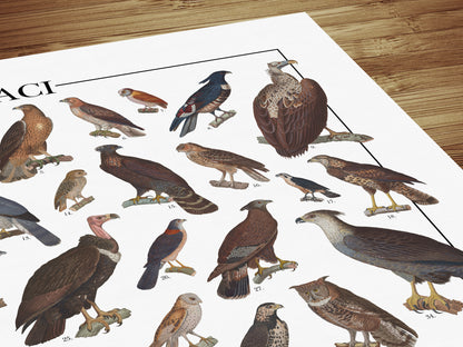 Poster illustrato dedicato ai rapaci del mondo con 65 specie di rapaci diurni e notturni. Ogni illustrazione è restaurata da tavole zoologiche dell'Ottocento e accompagnata dal nome comune e dal nome scientifico. Stampa decorativa ideale per appassionati di ornitologia, fauna selvatica e storia naturale.