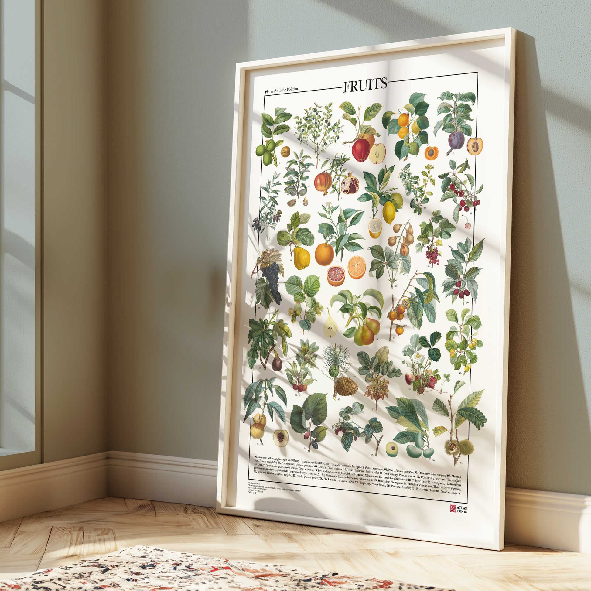 Poster dedicato alle piante da frutto, con 31 illustrazioni botaniche tratte da un’opera d’epoca. Ogni tavola raffigura con precisione varietà di frutti e dettagli botanici finemente restaurati. Disponibile in tre versioni linguistiche: inglese, italiano e latino, con didascalie che riportano nomi comuni e scientifici. Un omaggio alla tradizione illustrativa ottocentesca e alla bellezza della botanica.