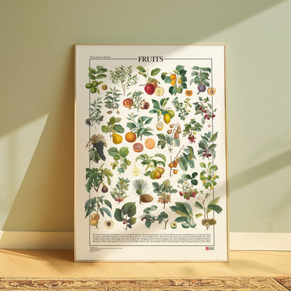 Poster dedicato alle piante da frutto, con 31 illustrazioni botaniche tratte da un’opera d’epoca. Ogni tavola raffigura con precisione varietà di frutti e dettagli botanici finemente restaurati. Disponibile in tre versioni linguistiche: inglese, italiano e latino, con didascalie che riportano nomi comuni e scientifici. Un omaggio alla tradizione illustrativa ottocentesca e alla bellezza della botanica.