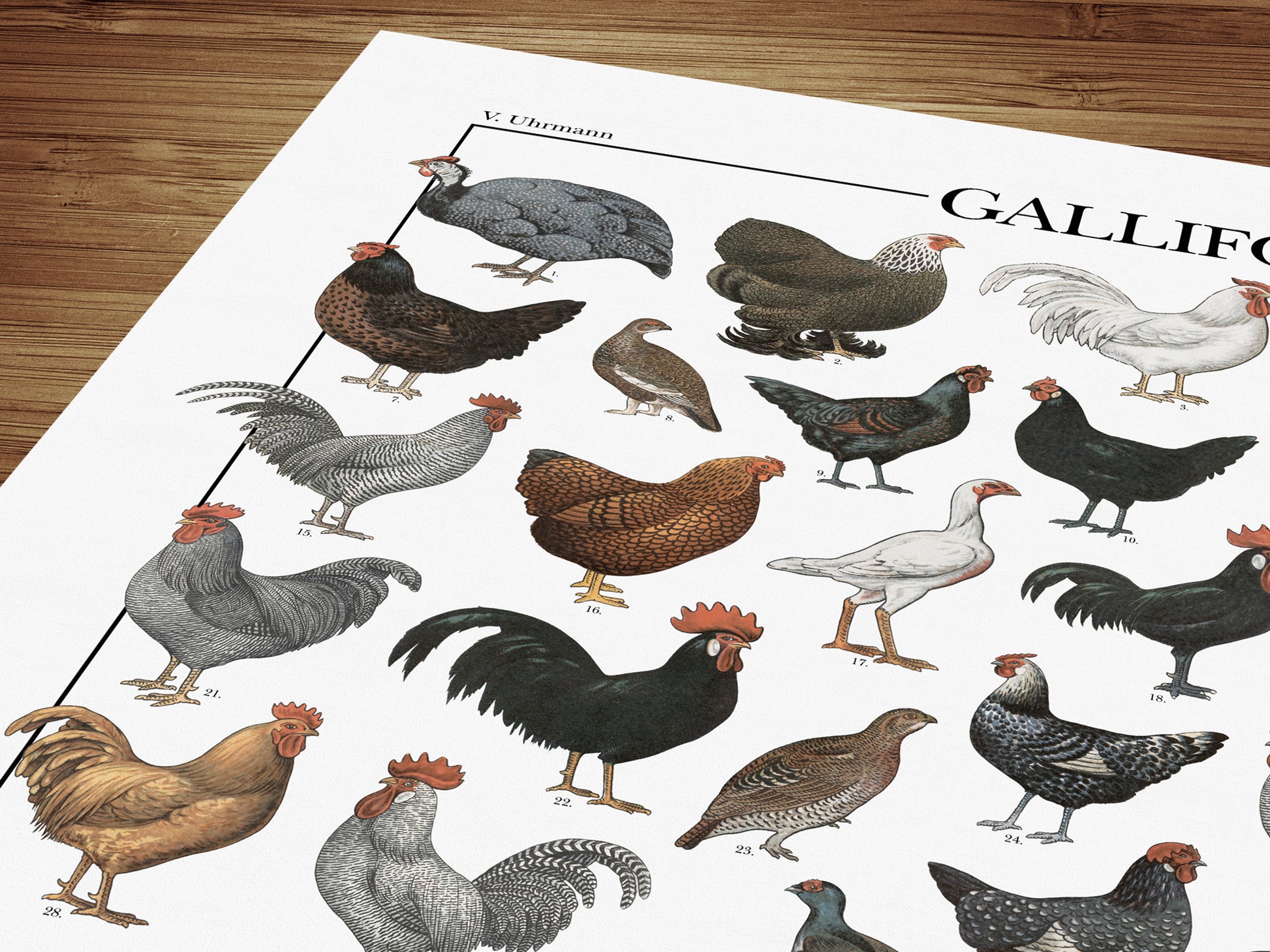 Il poster Galliformi conta 61 illustrazioni di diversi tipi di gallinacei come galline, galli, tacchini, fagiani, quaglie e tanti altri.