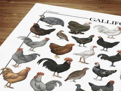 Il poster Galliformi conta 61 illustrazioni di diversi tipi di gallinacei come galline, galli, tacchini, fagiani, quaglie e tanti altri.