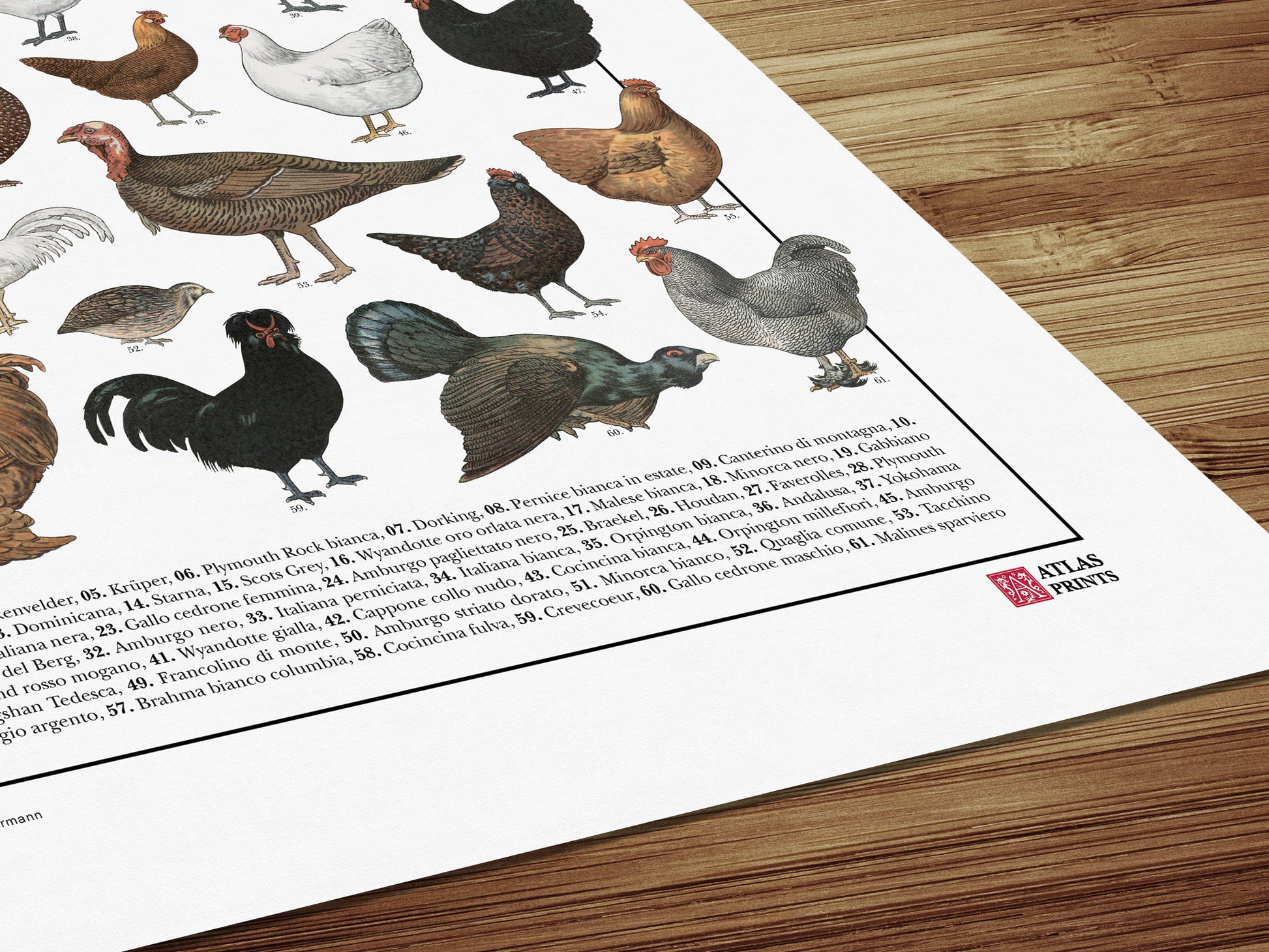 Il poster Galliformi conta 61 illustrazioni di diversi tipi di gallinacei come galline, galli, tacchini, fagiani, quaglie e tanti altri.