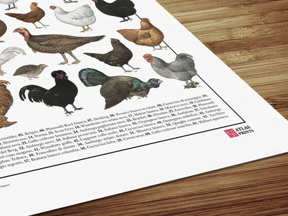 Il poster Galliformi conta 61 illustrazioni di diversi tipi di gallinacei come galline, galli, tacchini, fagiani, quaglie e tanti altri.