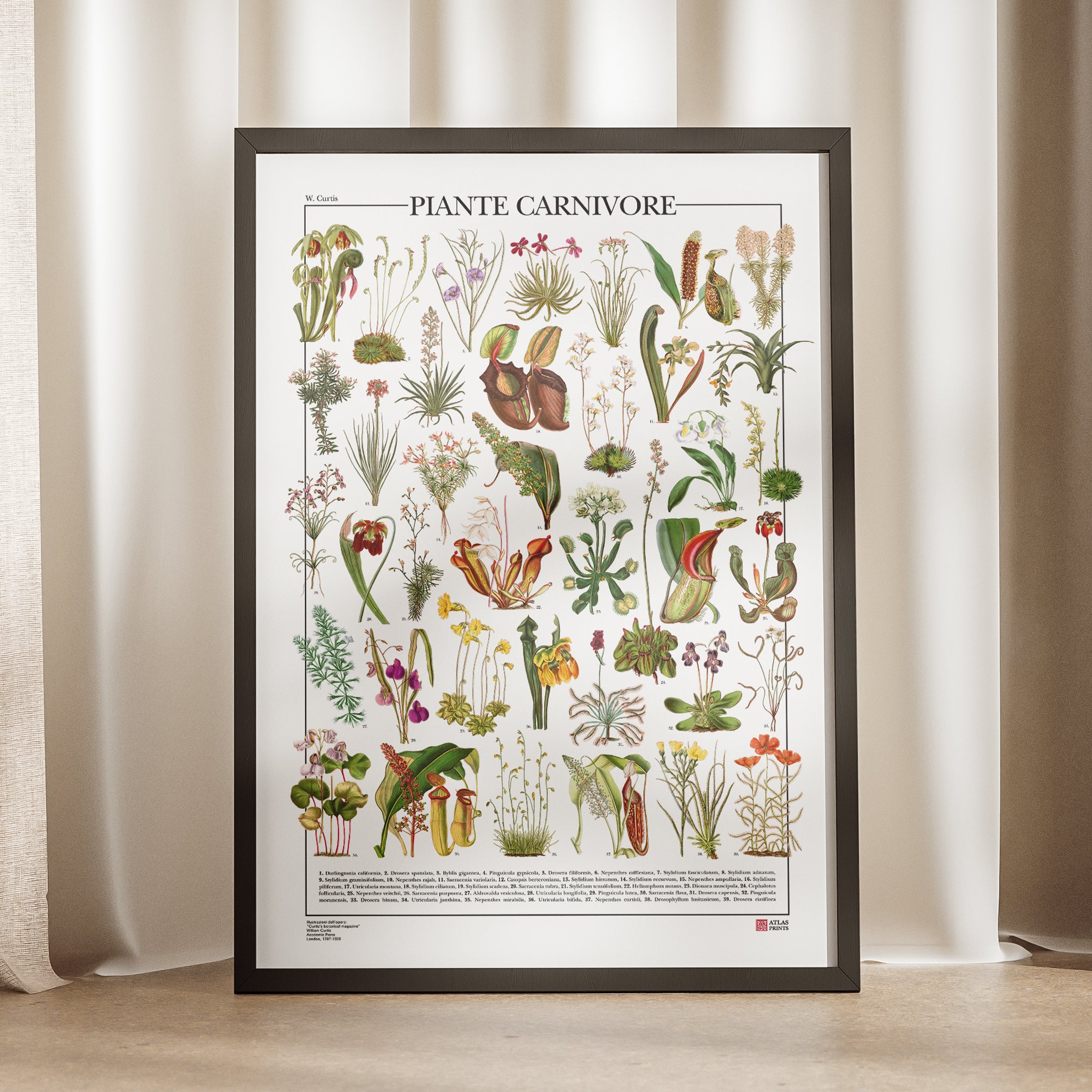 Carnivorous Plants Poster – Atlas Prints