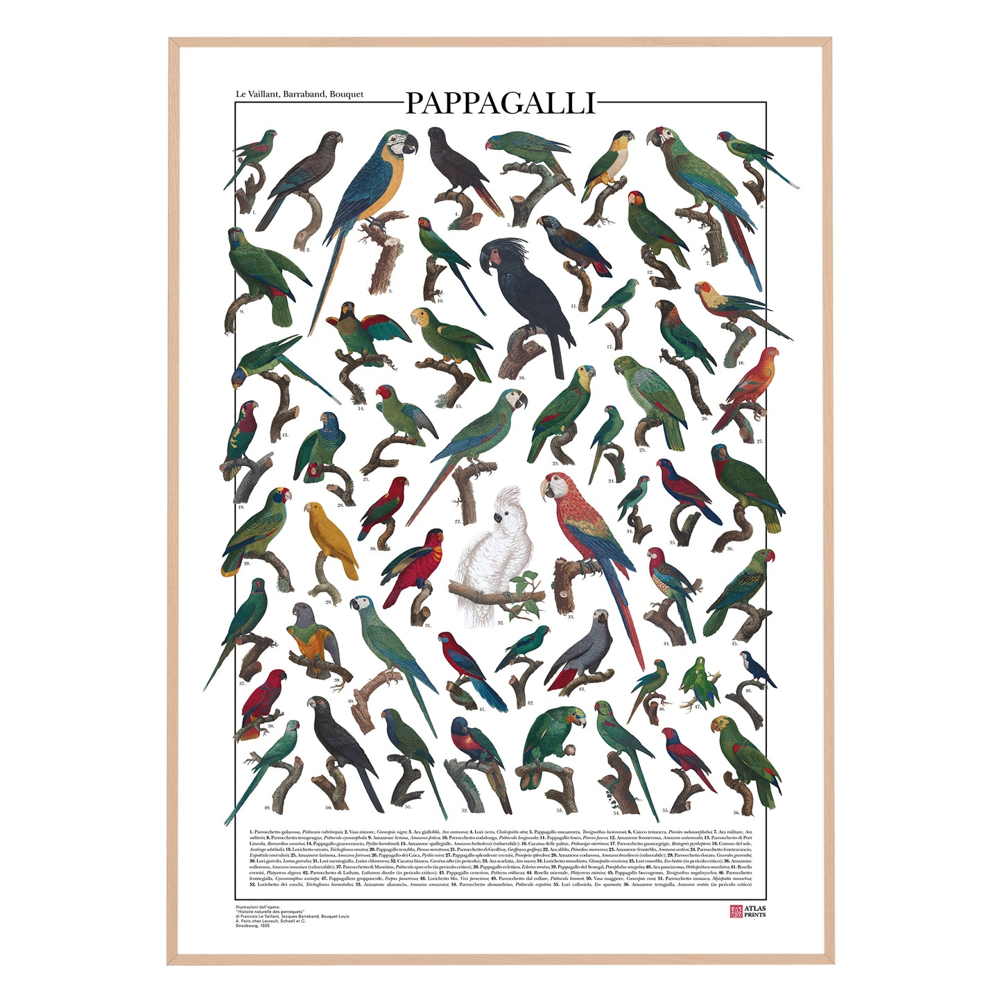 Un poster tematico che presenta 56 illustrazioni di specie appartenenti all’ordine degli Psittaciformi, restaurate da tavole naturalistiche dell’Ottocento.