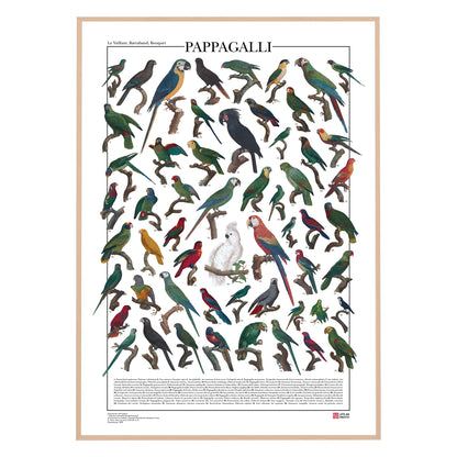 Un poster tematico che presenta 56 illustrazioni di specie appartenenti all’ordine degli Psittaciformi, restaurate da tavole naturalistiche dell’Ottocento.