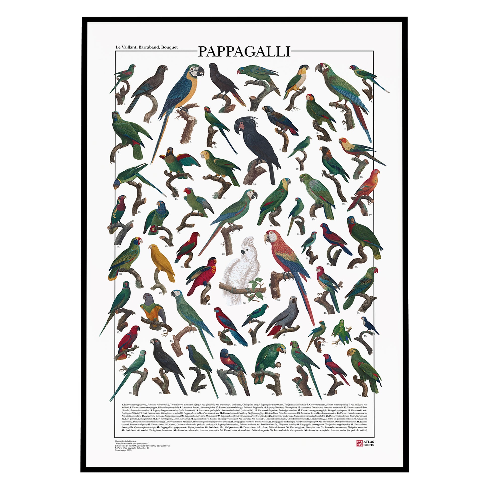 Un poster tematico che presenta 56 illustrazioni di specie appartenenti all’ordine degli Psittaciformi, restaurate da tavole naturalistiche dell’Ottocento.
