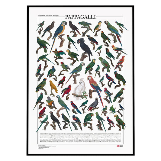 Un poster tematico che presenta 56 illustrazioni di specie appartenenti all’ordine degli Psittaciformi, restaurate da tavole naturalistiche dell’Ottocento.